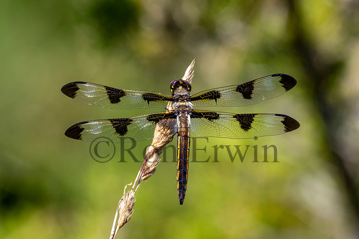 Twelve-spotted Skimmer