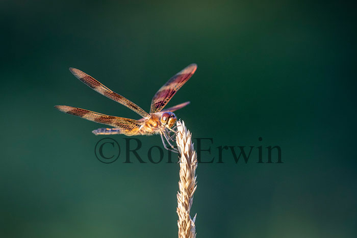 Male Halloween Pennant Dragonfly