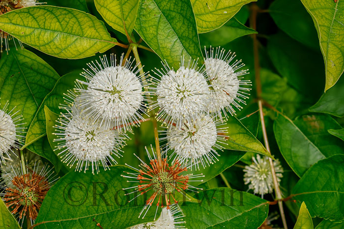 Buttonbush