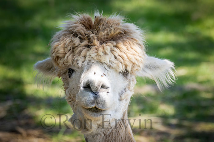 Llama