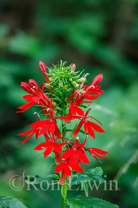 Cardinal Flower