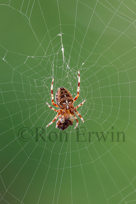 Cross Orbweaver