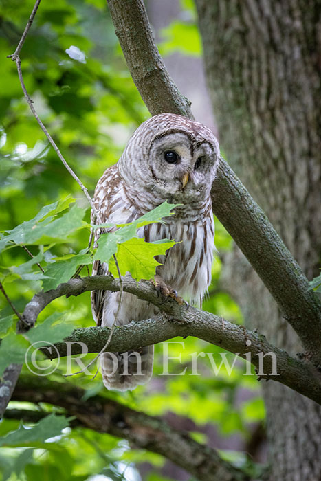 Barred Owl