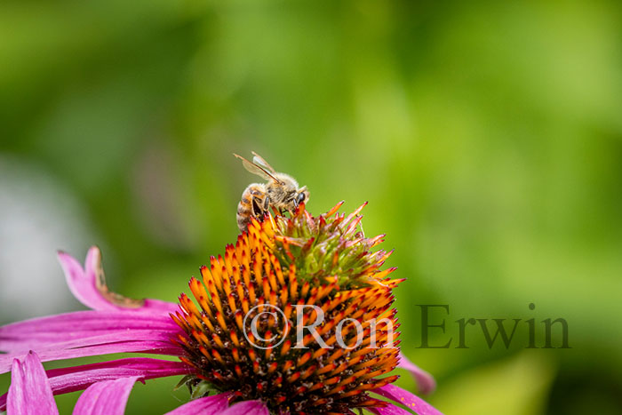 European Honey Bee