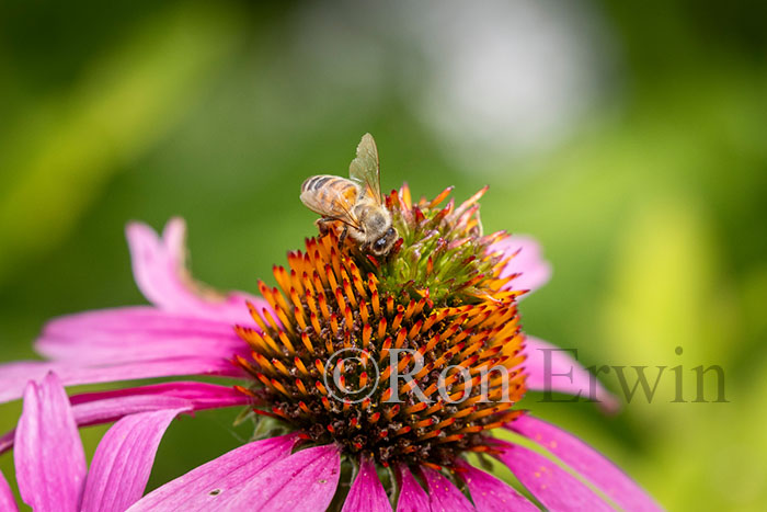 European Honey Bee
