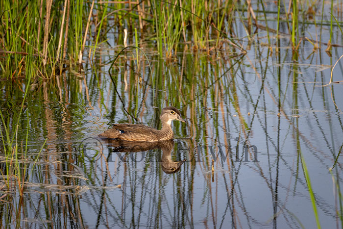 Female Wood Duck