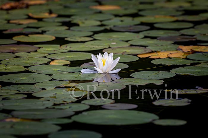 White Water Lily
