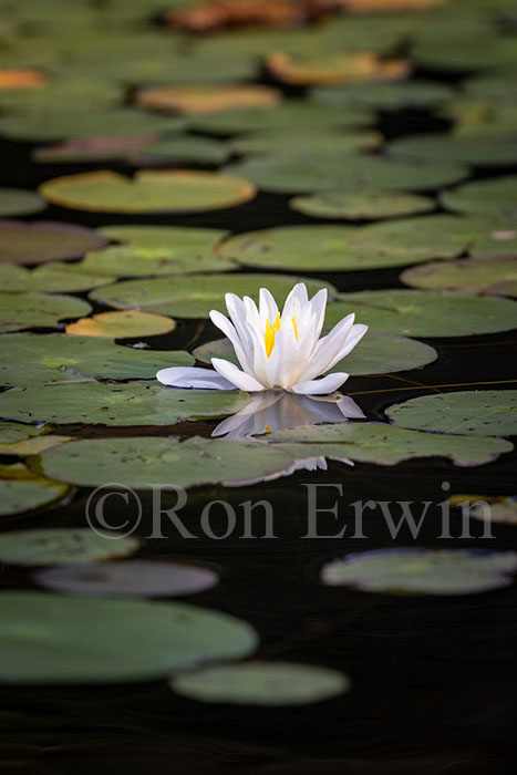 White Water Lily