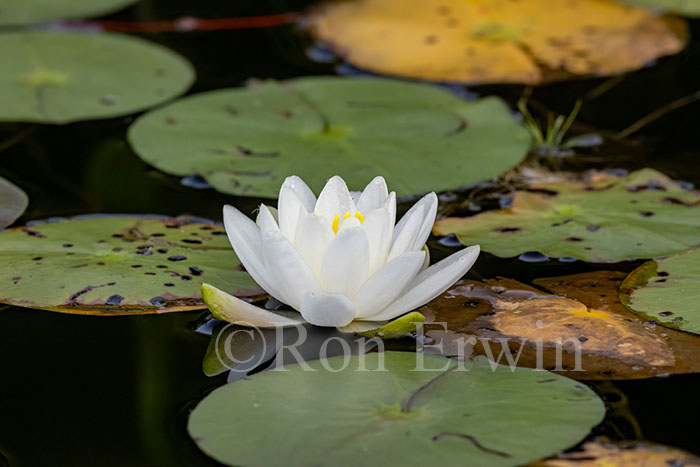 White Water Lily