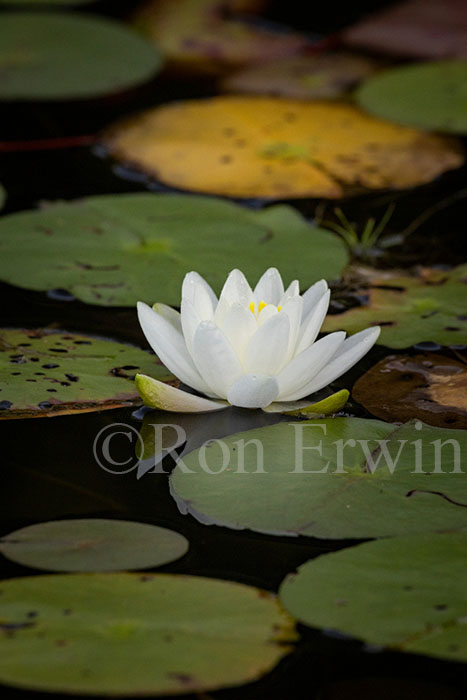 White Water Lily