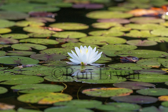 White Water Lily