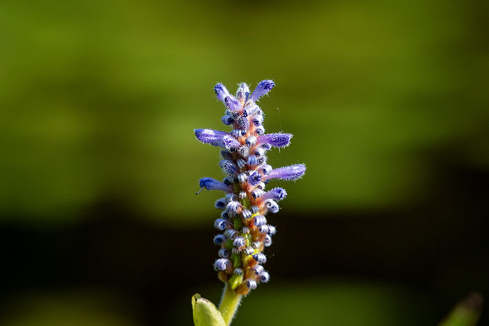 Pickerel Weed