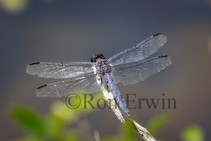 Male Slaty Skimmer