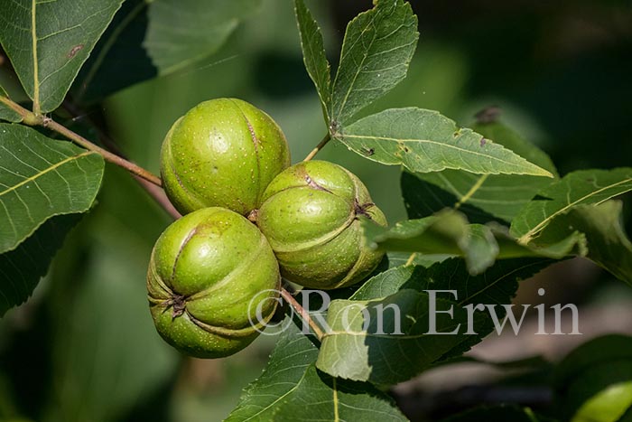 Shagbark Hickory Fruit