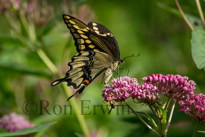 Giant Swallowtail