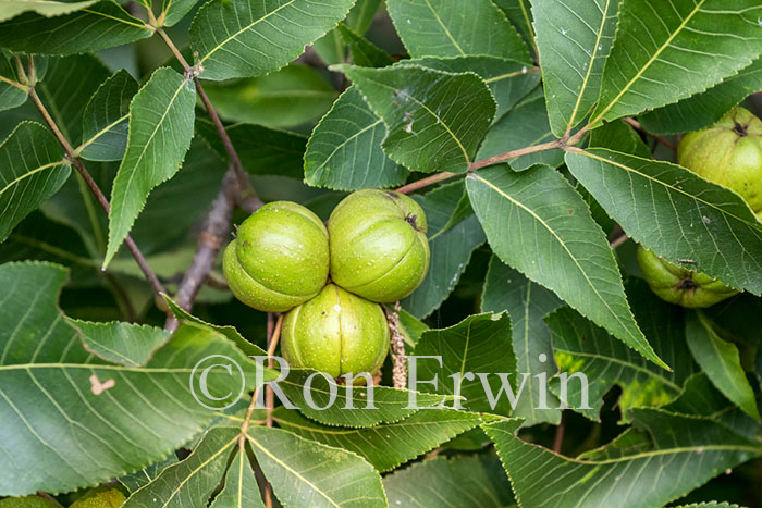 Shagbark Hickory Fruit