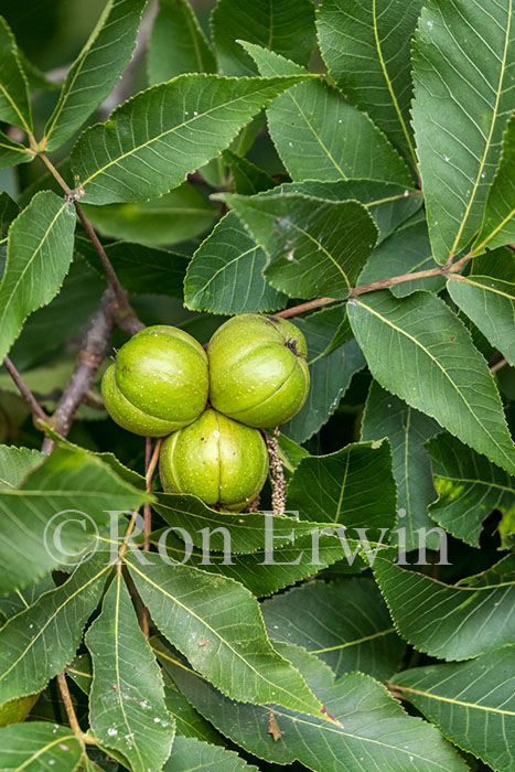 Shagbark Hickory Fruit