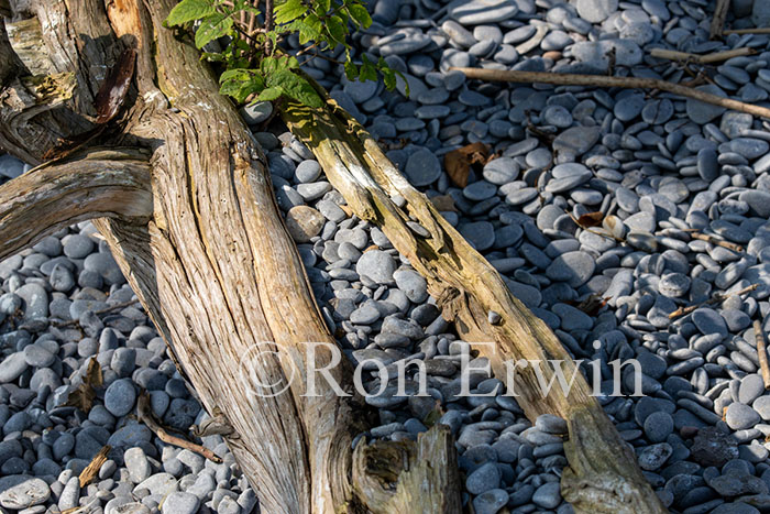 Stones & Log