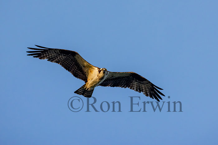 Osprey
