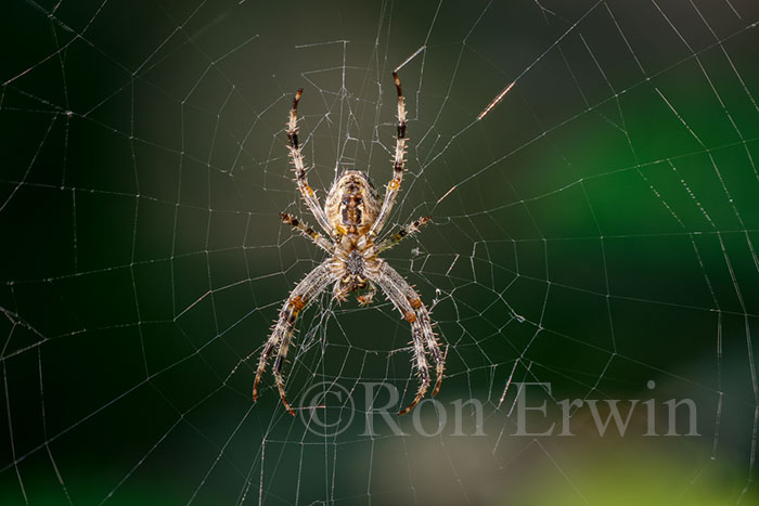 European Garden Spider