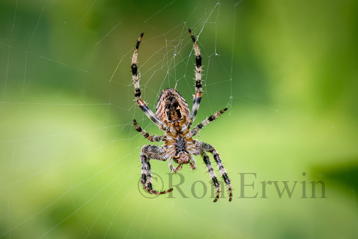 European Garden Spider