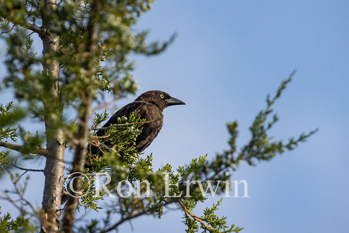 Common Grackle