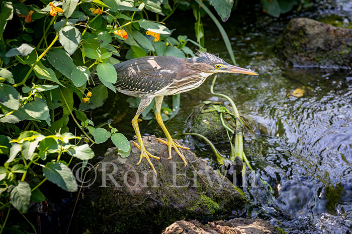 Immature Green Heron