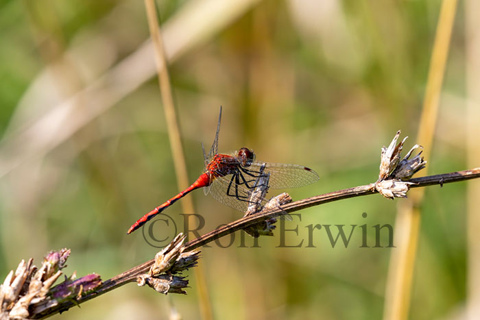 White-faced Meadowhaw Male