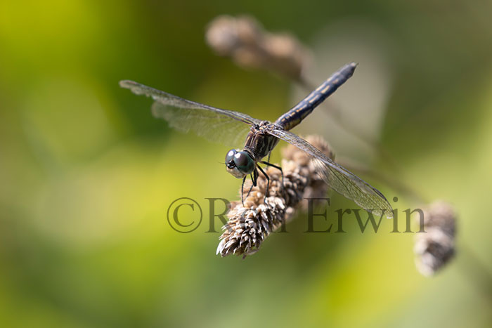 Blue Dasher Female