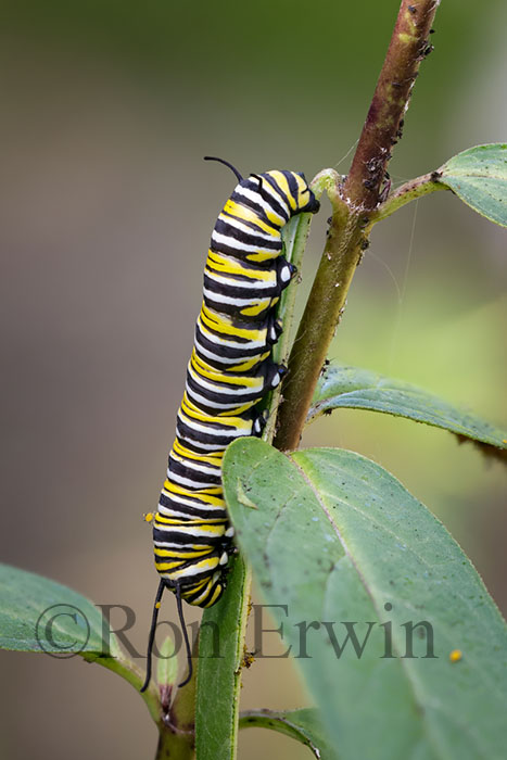 Monarch Caterpillar