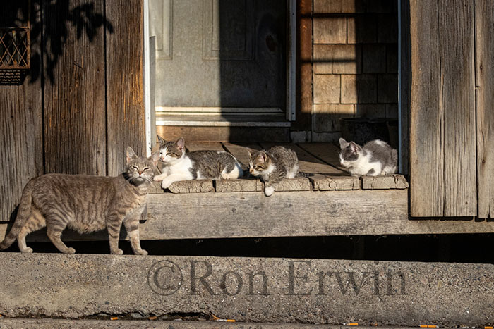 Farm Cats