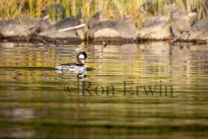 Bufflehead