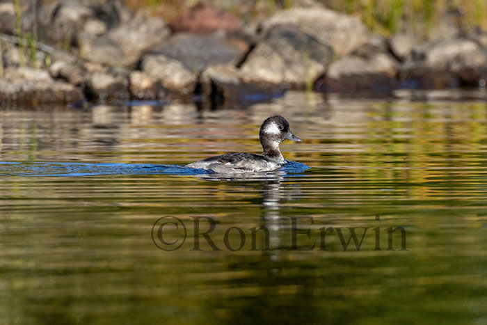 Bufflehead