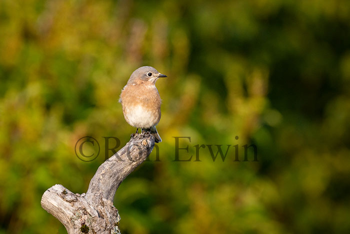 Eastern Bluebird