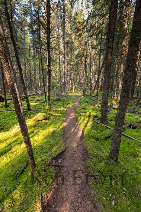 Boreal Forest, Ontario