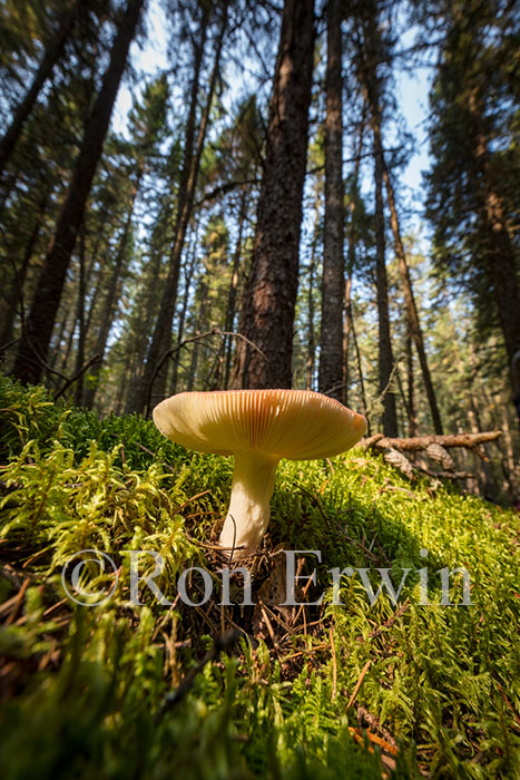 Fungus & Boreal Forest