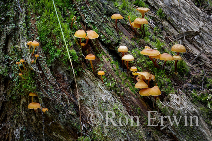 Fungi and Moss