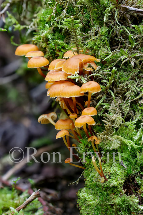 Fungi and Moss