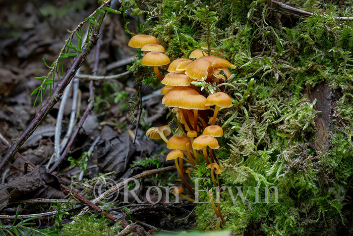 Fungi and Moss