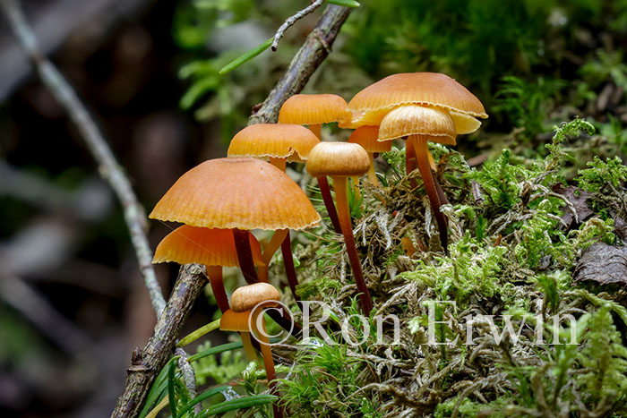 Fungi and Moss