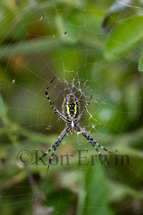 Banded Garden Spider