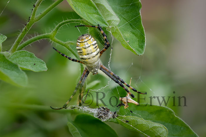 Banded Garden Spider