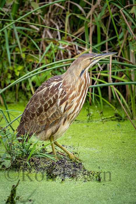 American Bittern