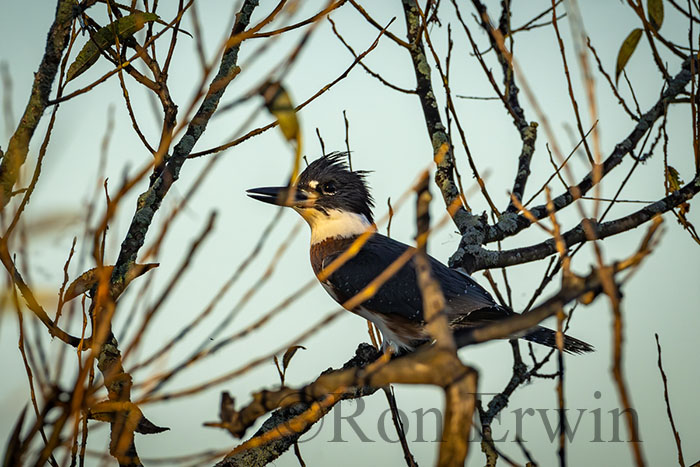 Belted Kingfisher Female