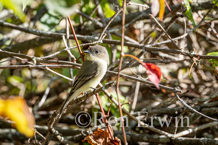 Eastern Phoebe