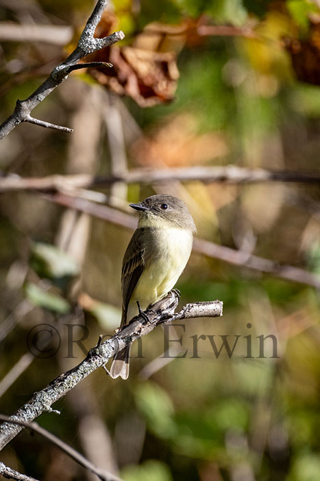 Eastern Phoebe