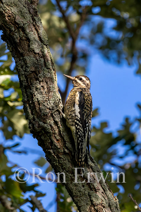 Juvenile Yellow-belly Sapsucker