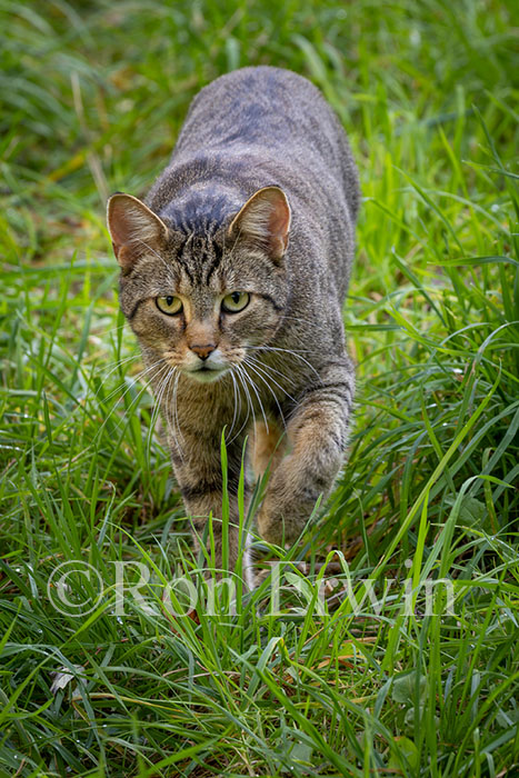 Domestic Cat
