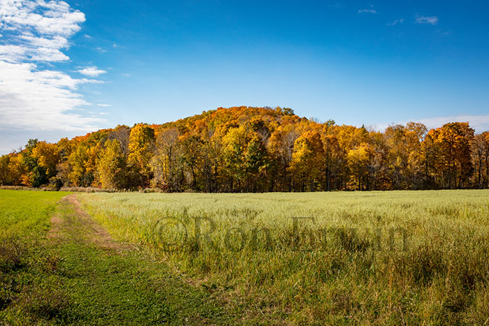 PEC Autumn Fields