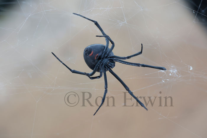 Female Northern Black Widow Spider